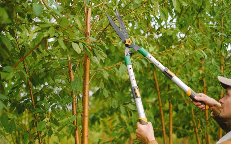 Tree trimming in Yarmouth, IA